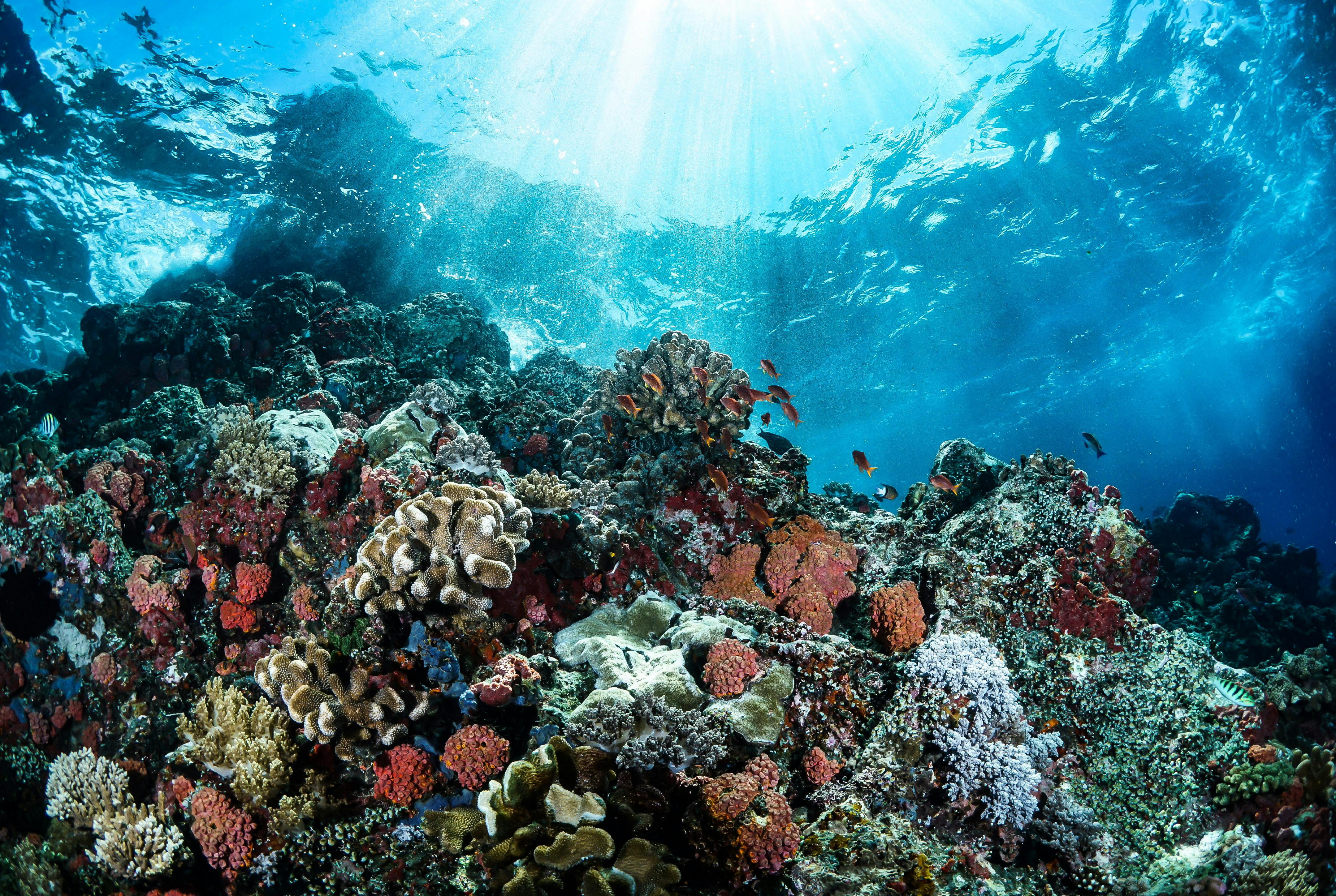 Sango Coral – Natural Support for Bones, Teeth & Vitality